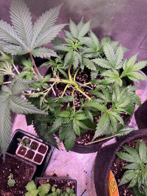 Gohstberry. Week 4