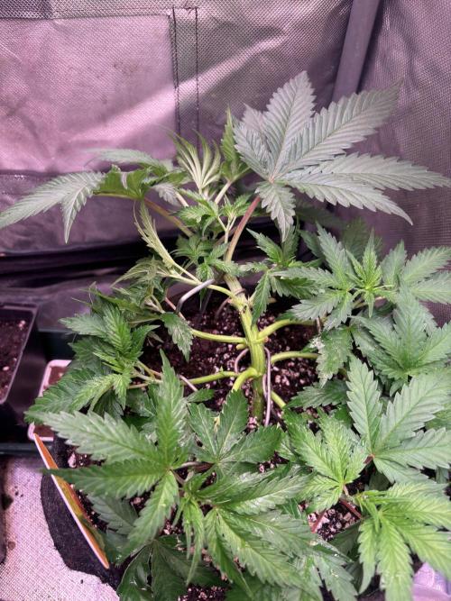 Gohstberry. Week 4