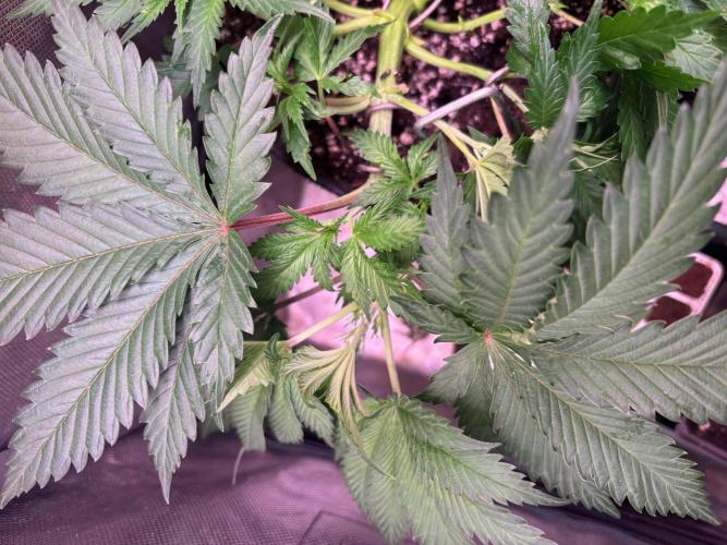 Gohstberry. Week 4