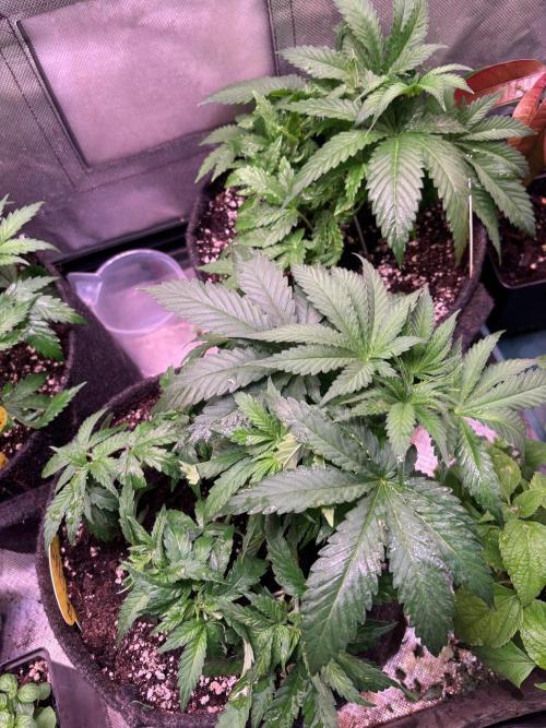 Orange. Week 4