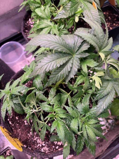 Orange. Week 4