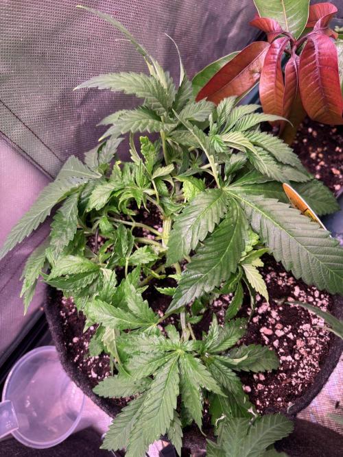 Orange. Week 4