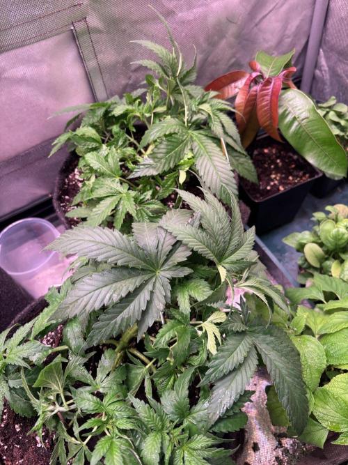 Orange. Week 4