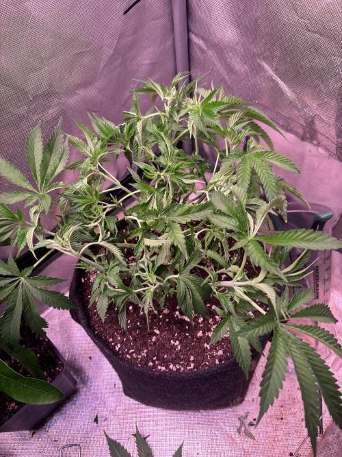 Orange. Week 7