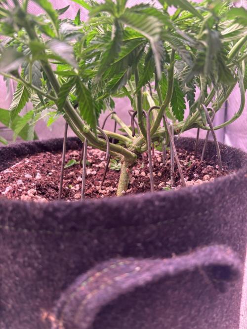 Orange. Week 7
