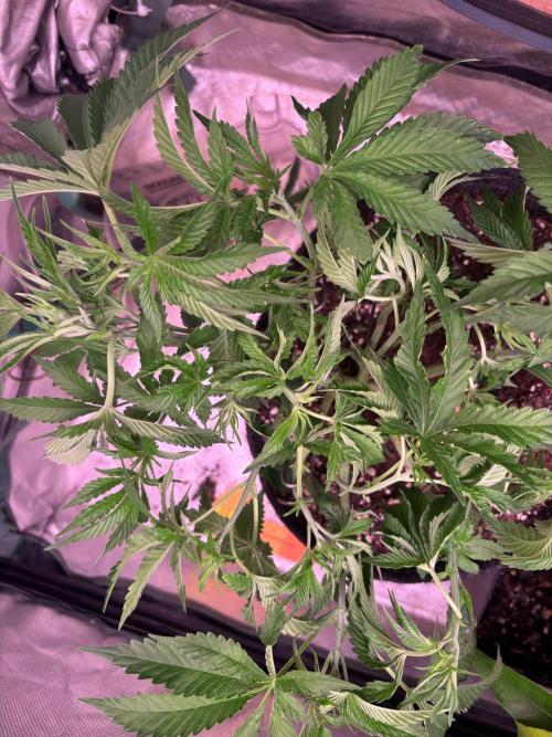 Orange. Week 7