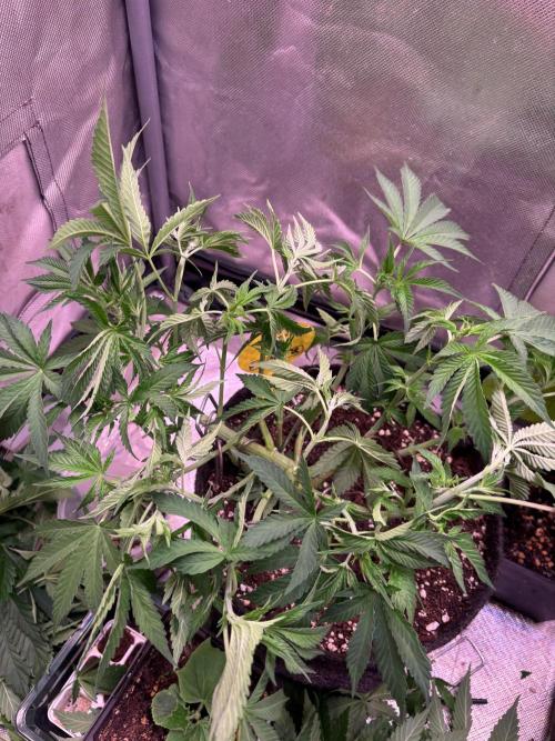 Orange. Week 7