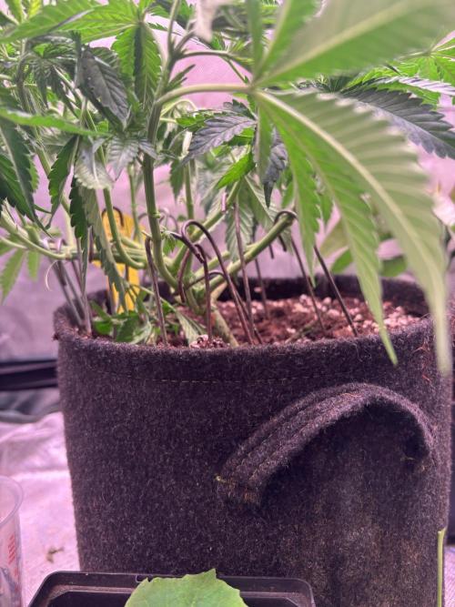 Orange. Week 7