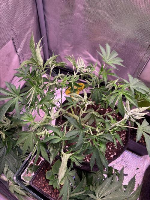Orange. Week 7