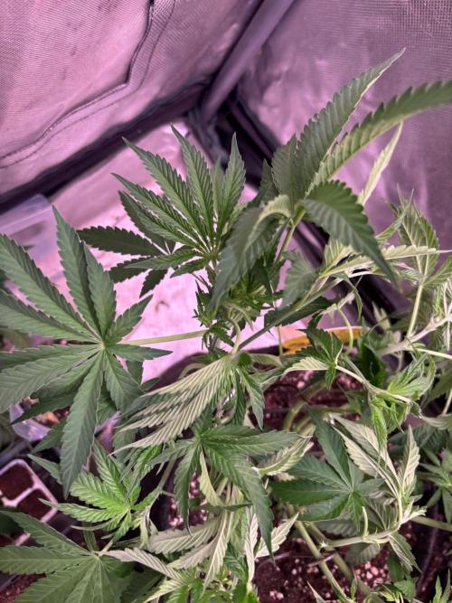 Orange. Week 7