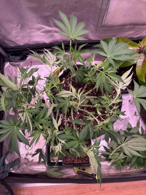 Orange. Week 7