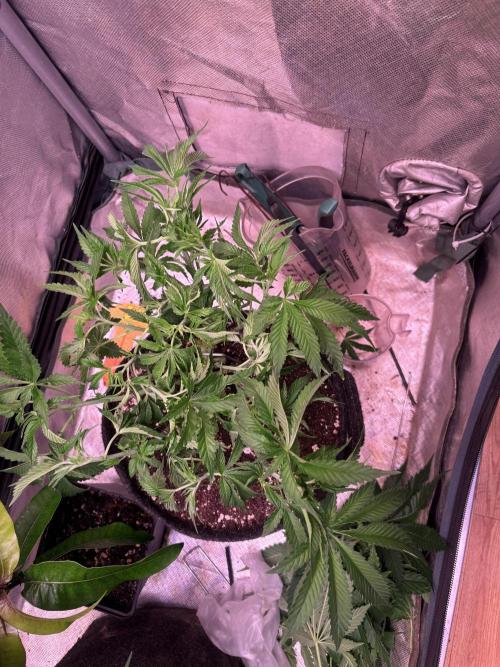 Orange Ooze. Week 7