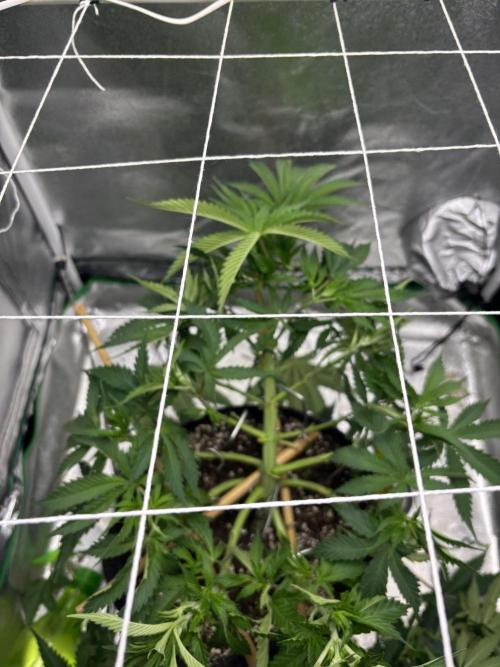 Gohstberry. Week 7
