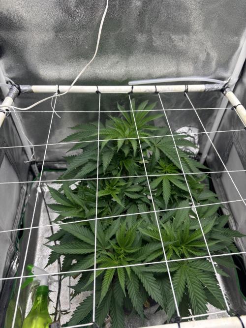 Gohstberry. Week 7