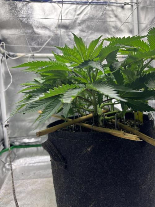 Gohstberry. Week 7