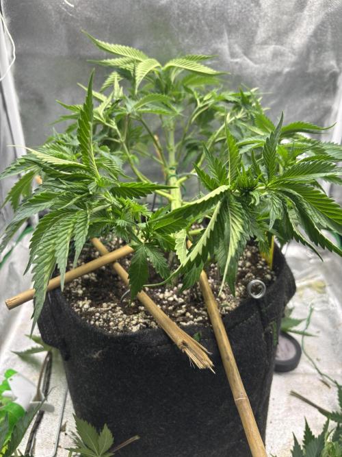 Gohstberry. Week 7