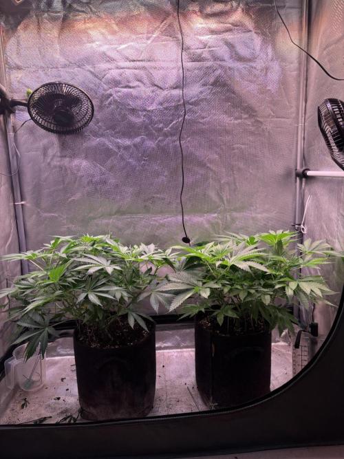 Orange. Week 8