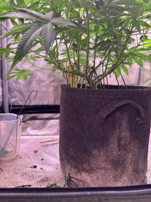 Orange. Week 8