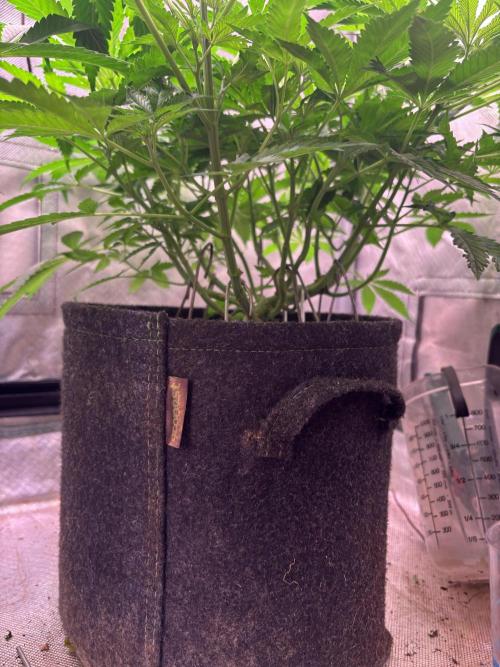 Orange. Week 8