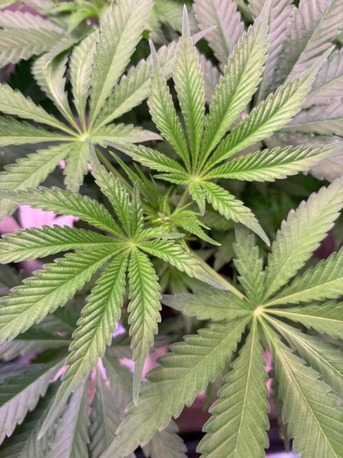 Orange. Week 8