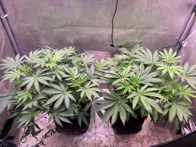 Orange Ooze. Week 8