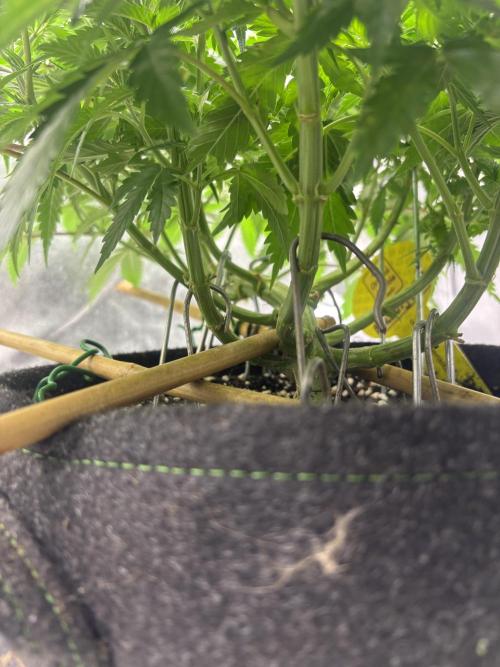 Gohstberry. Week 8