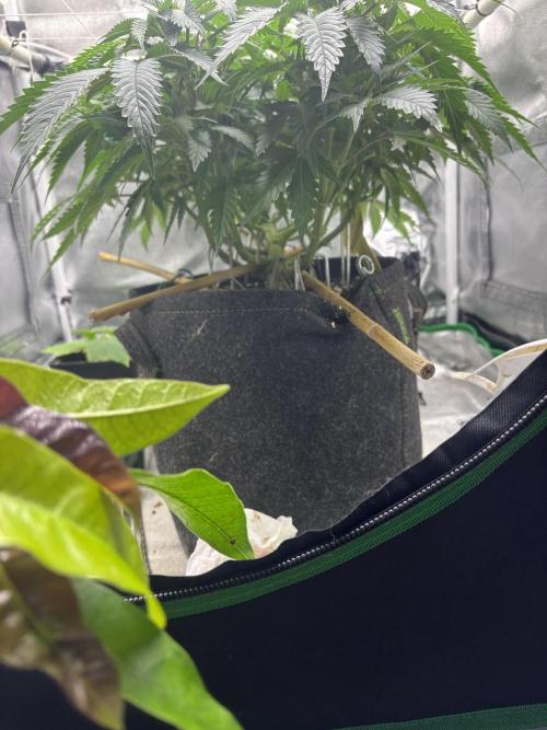 Gohstberry. Week 8