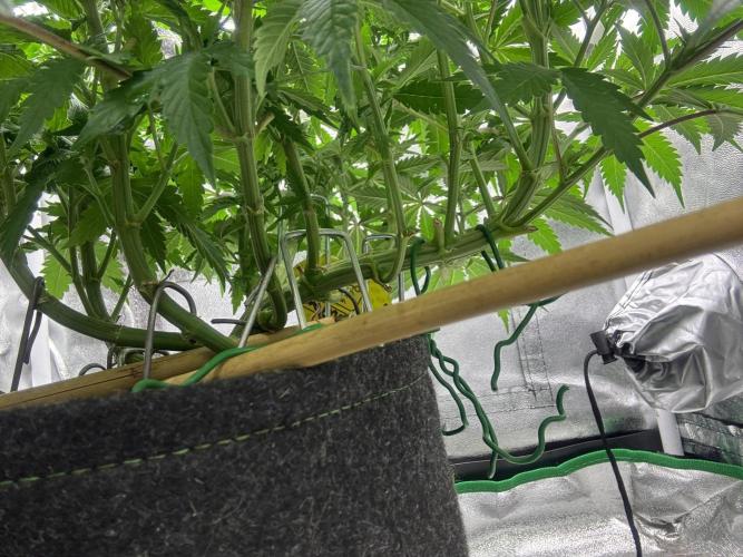 Gohstberry. Week 8
