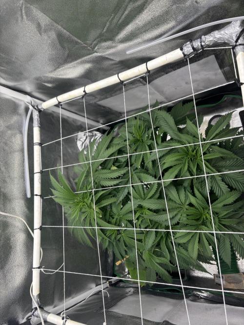 Gohstberry. Week 8