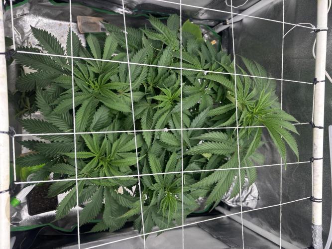 Gohstberry. Week 8