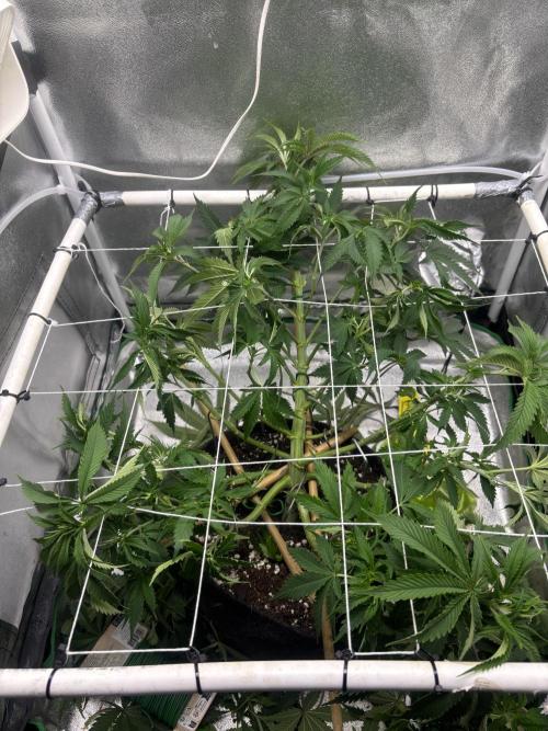 Gohstberry. Week 9