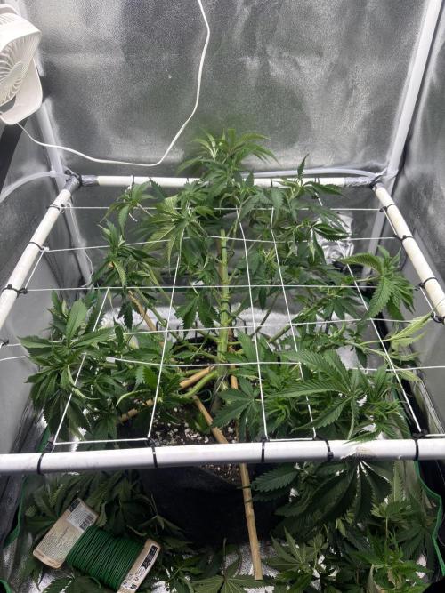 Gohstberry. Week 9