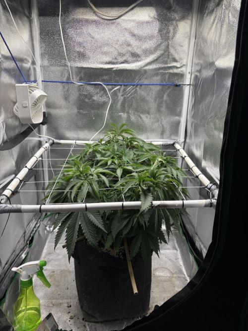 Gohstberry. Week 9