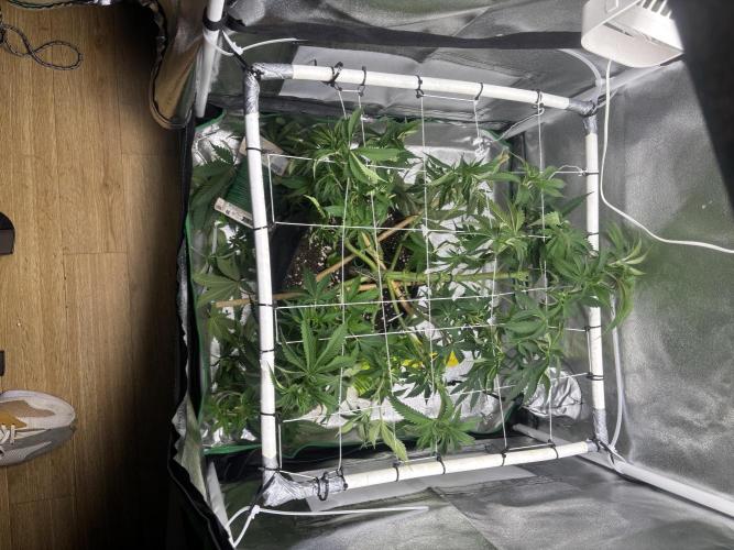 Gohstberry. Week 9