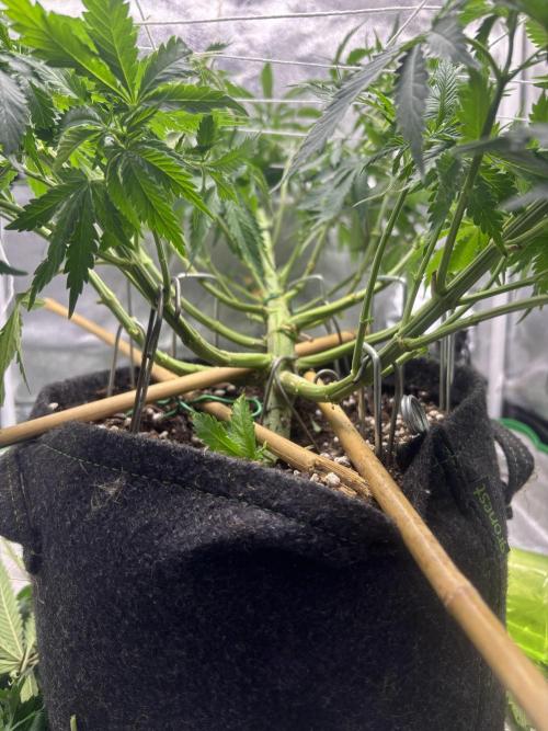 Gohstberry. Week 9