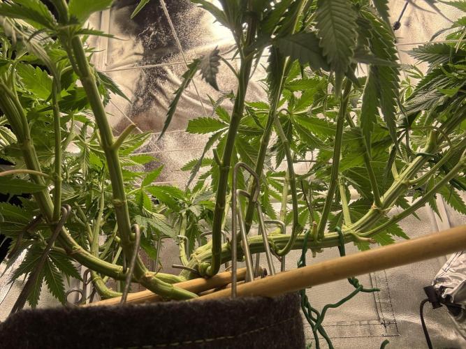 Gohstberry. Week 9