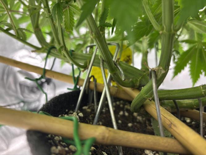 Gohstberry. Week 9