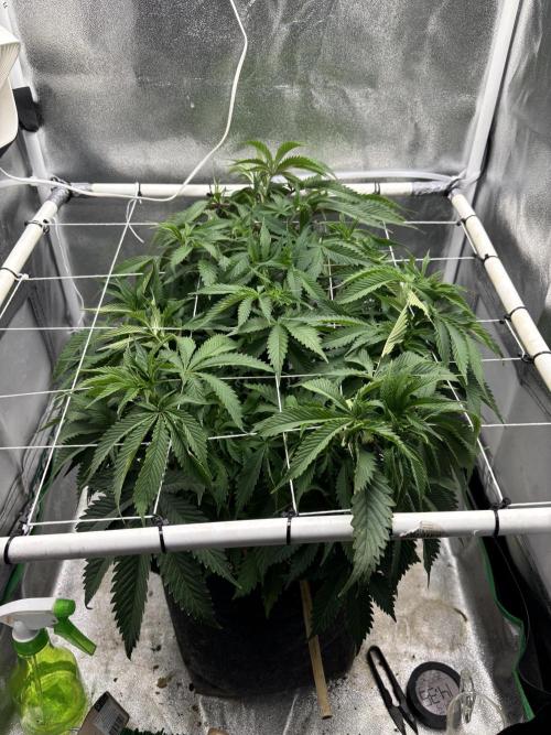 Gohstberry. Week 9