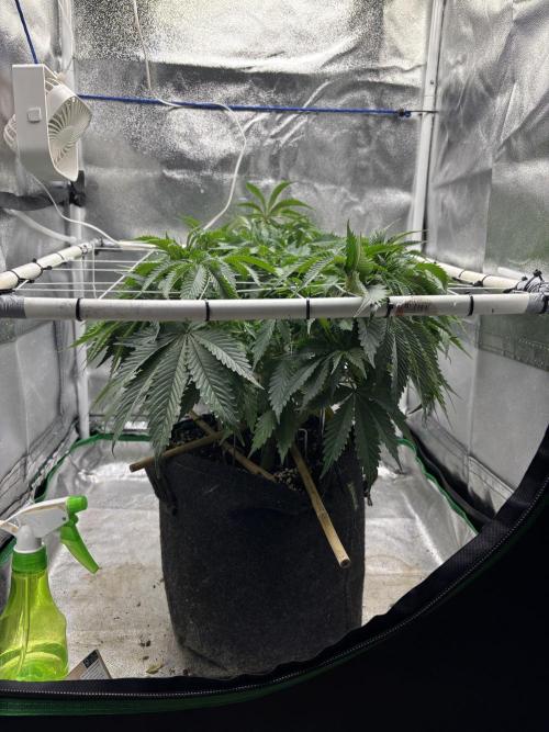 Gohstberry. Week 9
