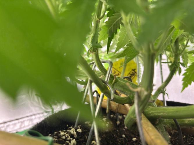Gohstberry. Week 9