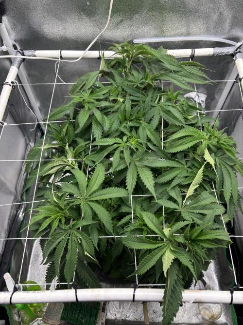 Gohstberry. Week 9