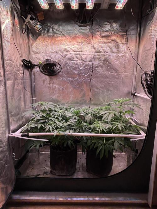 Orange. Week 9