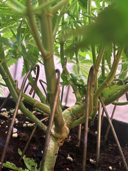 Orange. Week 9