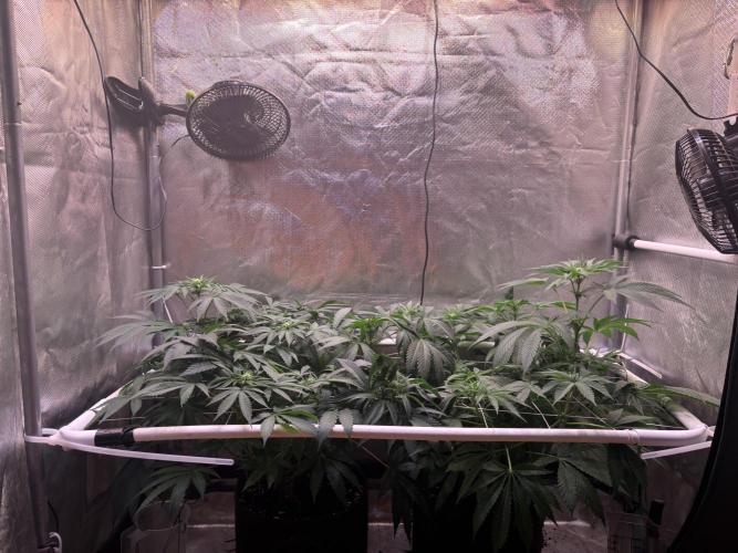 Orange. Week 9