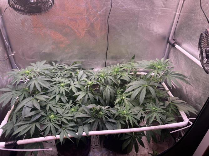 Orange. Week 9