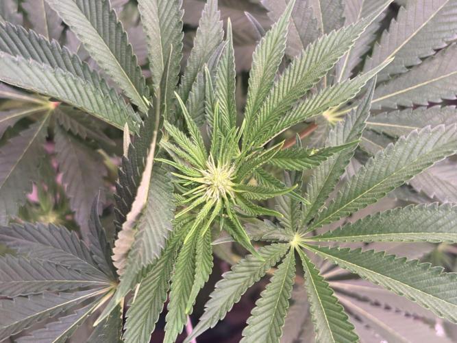 Orange. Week 9
