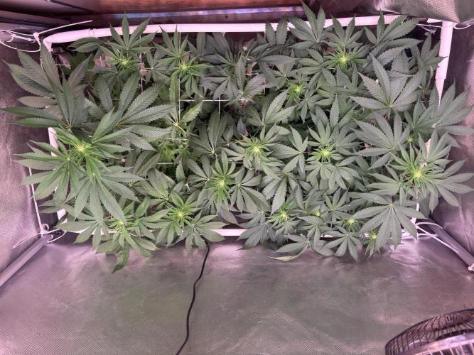 Orange. Week 9