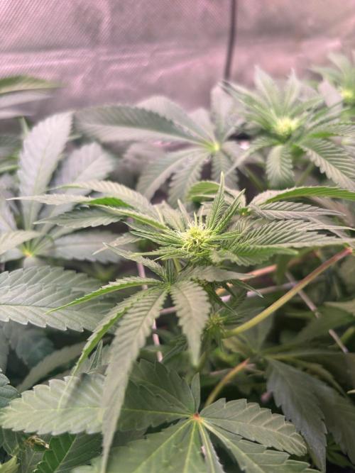 Orange. Week 9