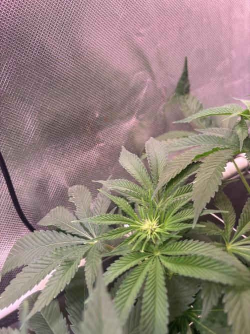 Orange. Week 9