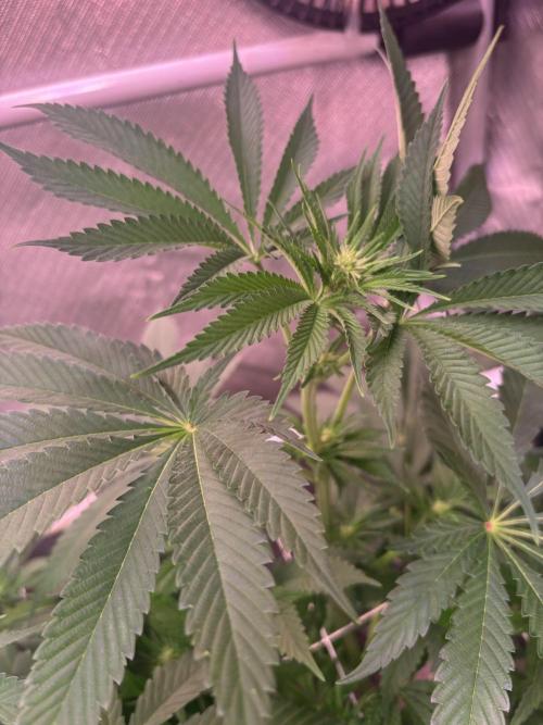 Orange. Week 9
